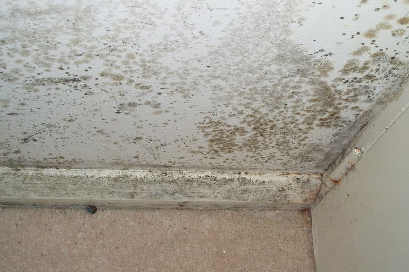 Understanding the Dangers of Mould in Living Areas
